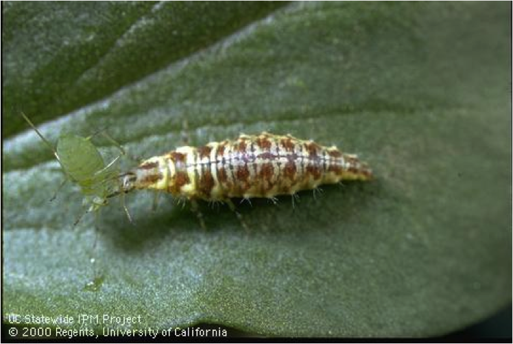 Lacewing larva