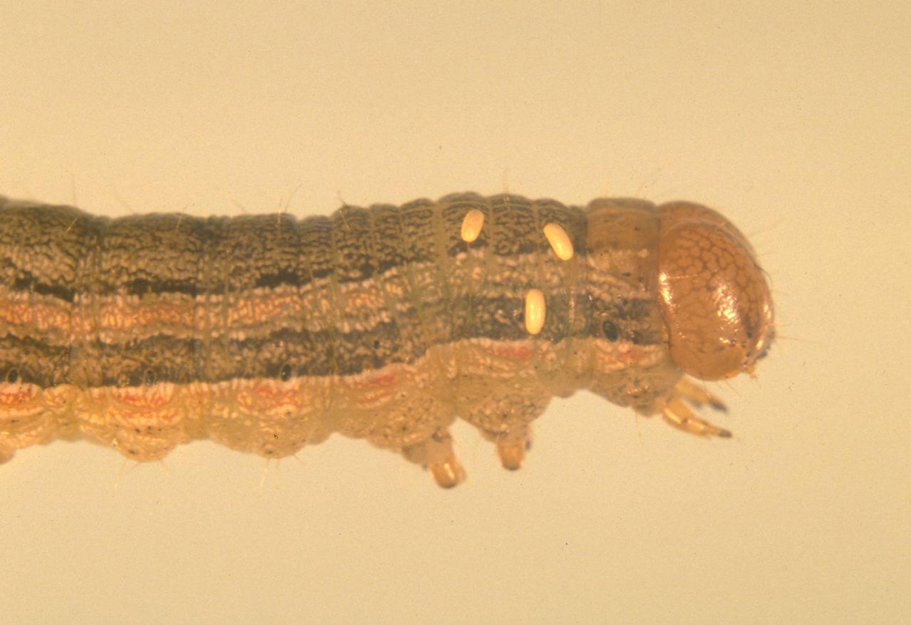 Tachinid eggs on armyworm