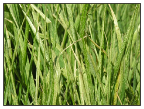 leaf damage due to black grass bugs' feeding