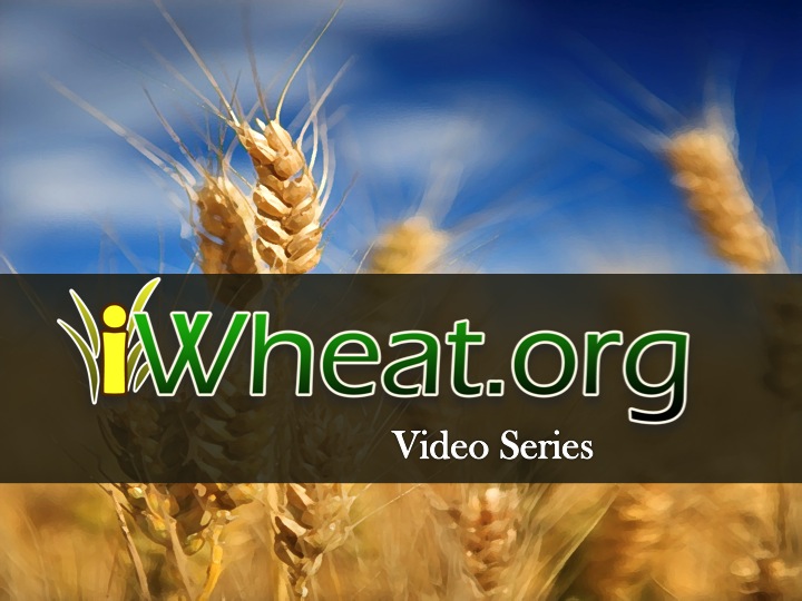 iWheat video series and library