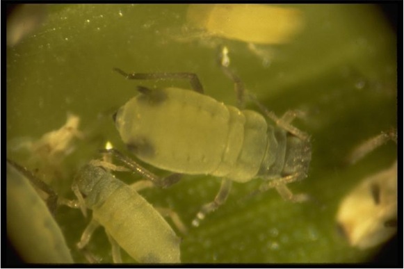 Corn leaf aphid