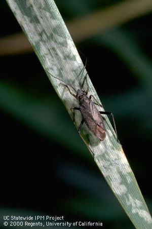 Black Grass Bug