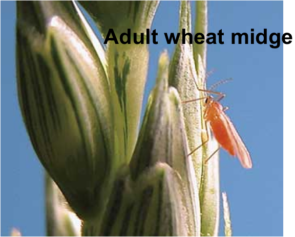 Orange Wheat Blossom Midge