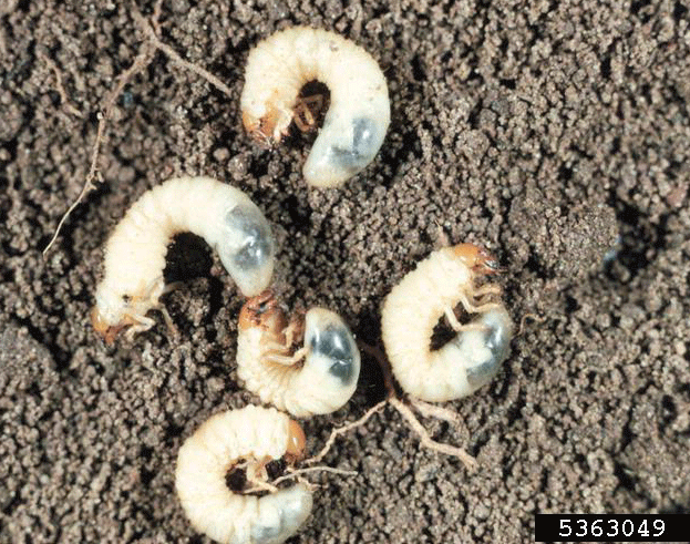 White Grubs