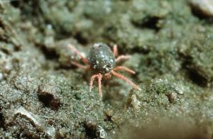 Winter Grain Mite