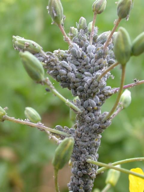 Cabbage aphids on raceme