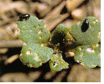 Flea beetles on canola