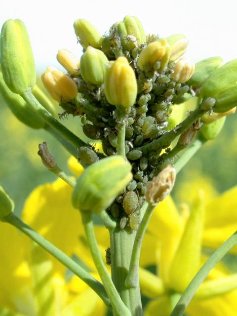 Turnip aphids on raceme