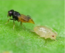 Aphelinus adult ovipositing