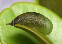 Pupa