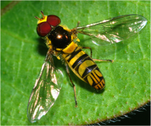 Hover fly