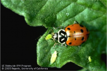 Convergent lady beetle