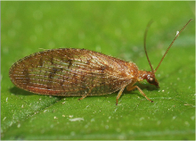 Adult of Hemerobius sp.