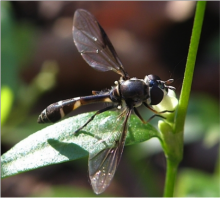 Pseudodorus clavatus