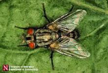 Tachinid fly