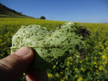 Green Peach Aphid on canola