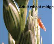 Orange Wheat Blossom Midge