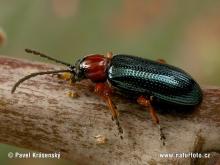 Cereal Leaf Beetle