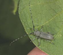 Dectes Stem Borer