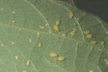 Soybean Aphid