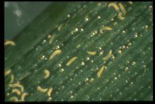 Wheat curl mites